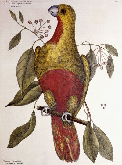 The Parrot of Paradise by Mark Catesby
