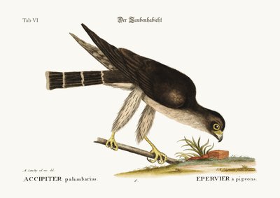 The Pigeon Hawk by Mark Catesby