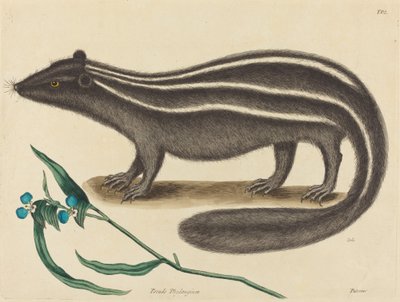 The Pole Cat by Mark Catesby