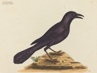 The Purple Jack Daw by Mark Catesby