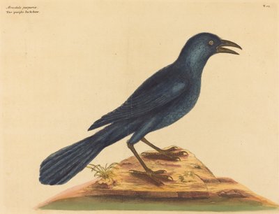 The Purple Jack Daw by Mark Catesby