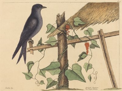The Purple Martin (Hirundo purpurea) by Mark Catesby