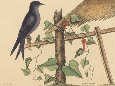 The Purple Martin by Mark Catesby