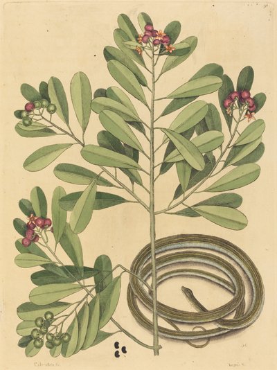 The Ribbon Snake Coluber Saurita, published 1731-1743 by Mark Catesby