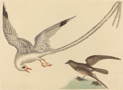 The Rice-bird (Emberiza oryzivora) by Mark Catesby
