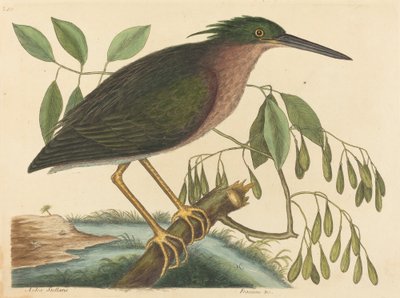 The Small Bittern (Ardea virescens) by Mark Catesby