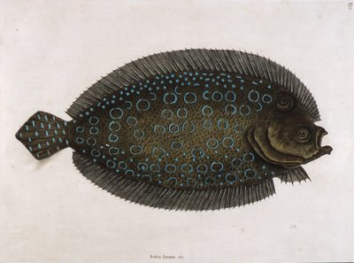 The Sole (Solea lunata & c) by Mark Catesby