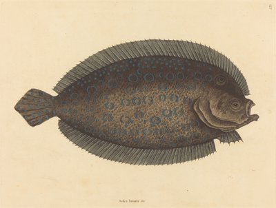 The Sole by Mark Catesby