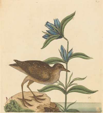 The Soree Rallus Virginianus, published 1731-1743 by Mark Catesby