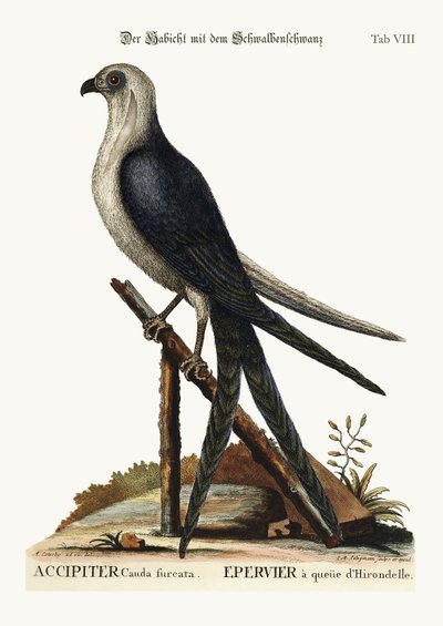 The Swallow-tail Hawk, 1749-73 by Mark Catesby
