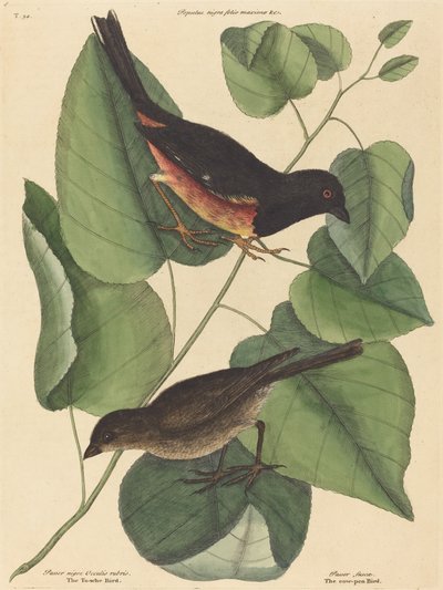 The Towhe Bird by Mark Catesby