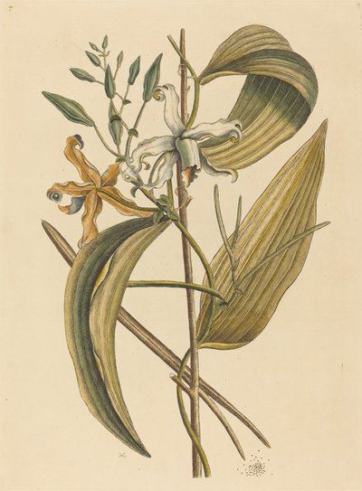 The Vanelloe Epidendrum Vanilla by Mark Catesby