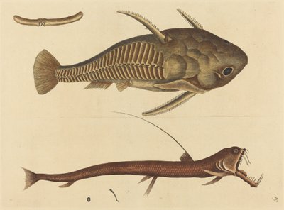 The Viper-mouth Silurus cataphractus, published 1731-1743 by Mark Catesby