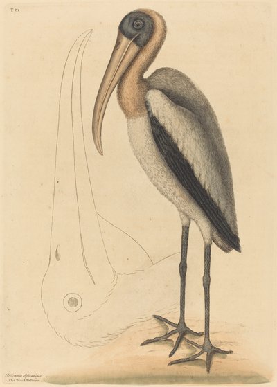 The Wood Pelican (Tantalus Loculator) by Mark Catesby