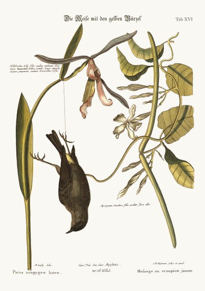 The Yellow-Rump, 1749-73 by Mark Catesby