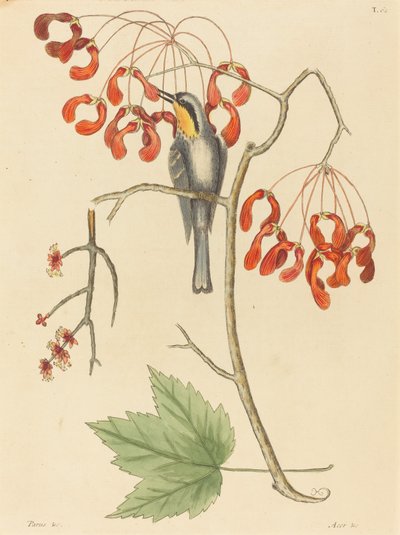 The Yellow Throated Creeper, Published 1754 by Mark Catesby