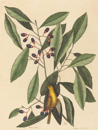 The Yellow Titmouse (Motacilla trochilus) by Mark Catesby