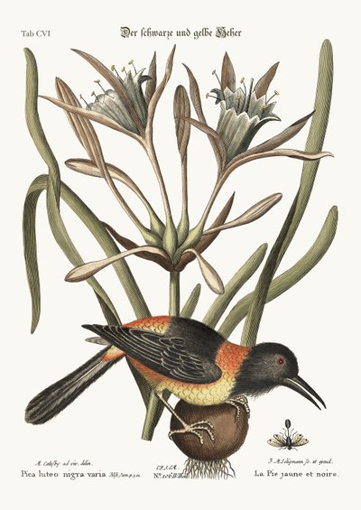 The Yellow and Black Pye by Mark Catesby