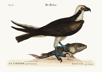 The Fishing Hawk by Mark Catesby