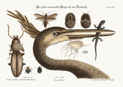 The Largest Crested Heron, 1749-73 by Mark Catesby