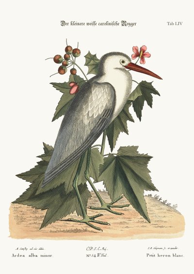 The Little White Heron, 1749-73 by Mark Catesby
