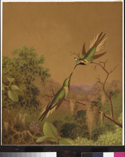 Brazilian hummingbirds IV by Martin Johnson Heade