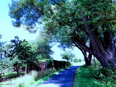 Evening Walk in Summer by Martina Konitzky