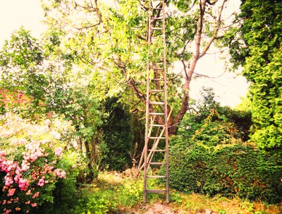 At the Cherry Tree by Martina Konitzky
