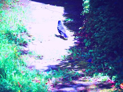 Blackbird Walk in July by Martina Konitzky