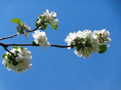 Apple Blossom by Martina Konitzky