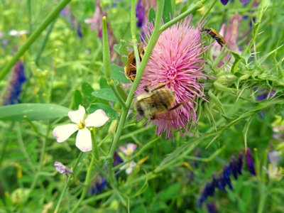 Bees by Martina Konitzky
