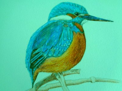 Bird by Martina Konitzky