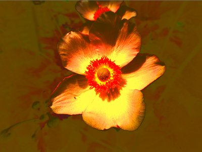 Flower by Martina Konitzky