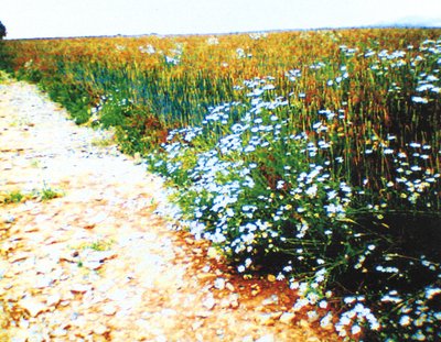 Field Path by Martina Konitzky