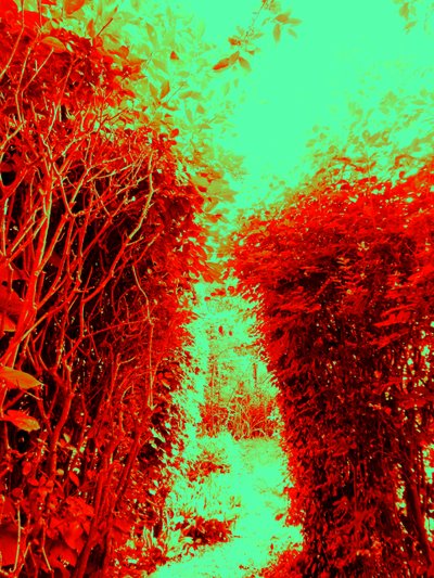 Garden (Homage to Hieronymus Bosch) by Martina Konitzky