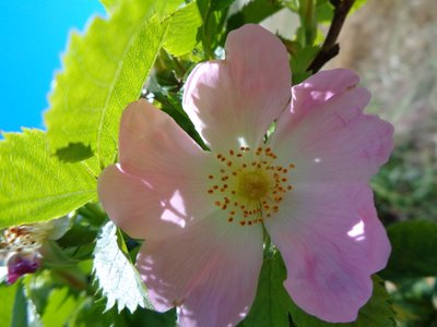 Dog Rose by Martina Konitzky
