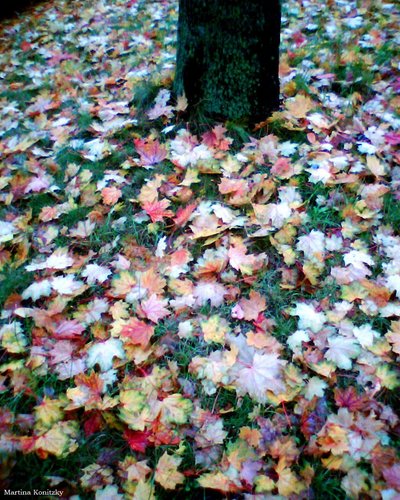Autumn by Martina Konitzky