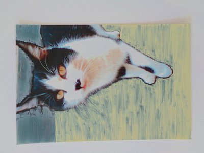 Cat by Martina Konitzky