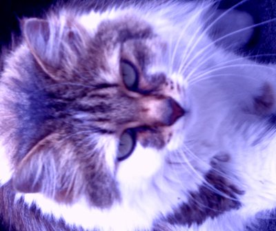 Kitty Purple by Martina Konitzky