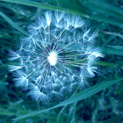 Dandelion by Martina Konitzky
