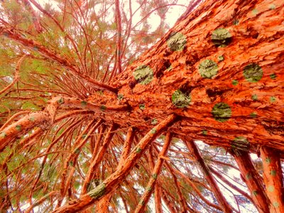 Dotted Sequoia by Martina Konitzky