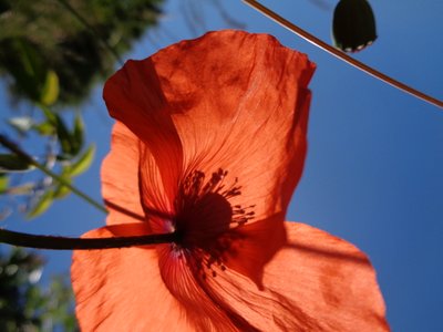 Poppies by Martina Konitzky