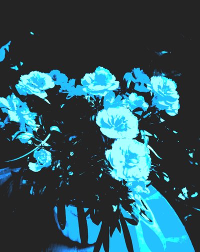 Carnations by Martina Konitzky