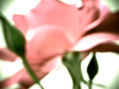 Pastel Rose by Martina Konitzky
