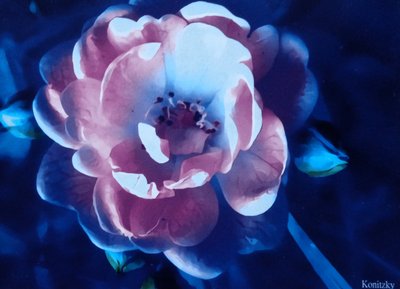 Rose by Martina Konitzky