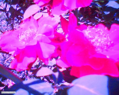 Roses by Martina Konitzky