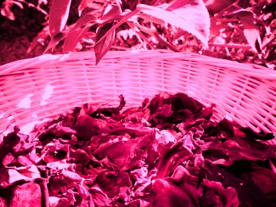 Rose Petals Potpourri by Martina Konitzky