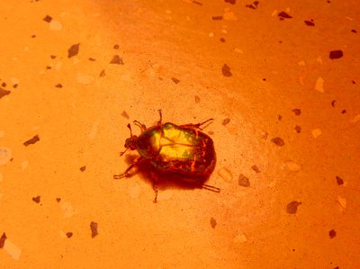 Rose Chafer by Martina Konitzky