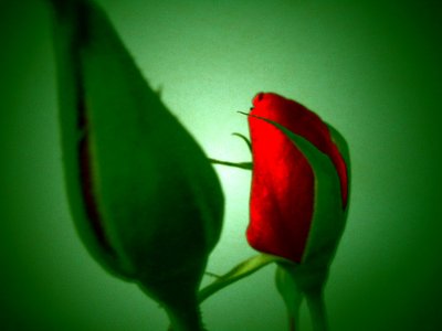 Red Green by Martina Konitzky