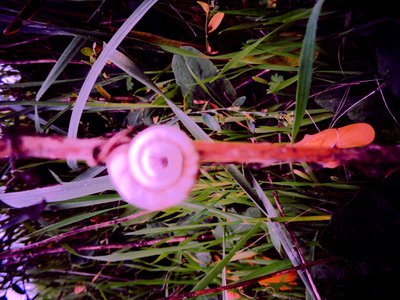 Snail by Martina Konitzky
